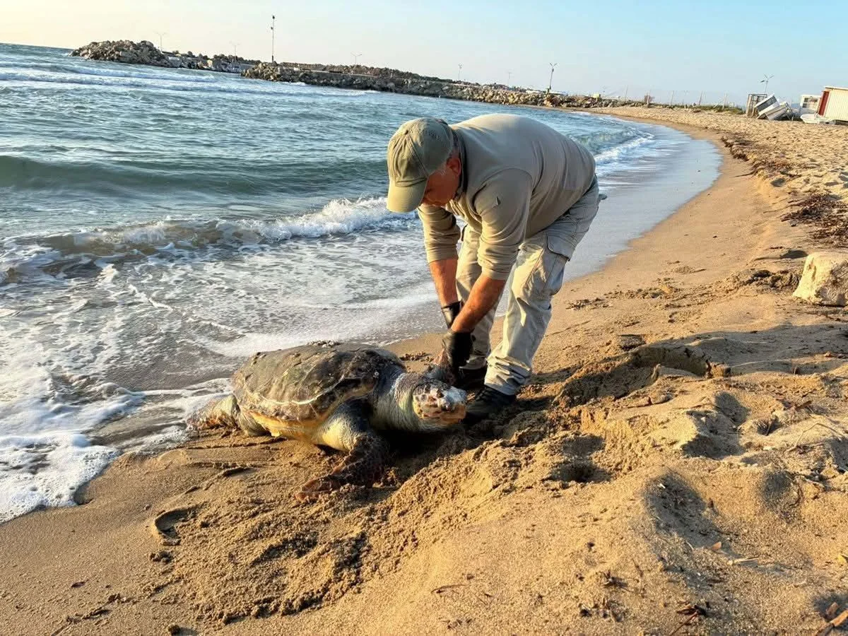 Kuşadası'nda aynı gün 3 deniz kaplumbağası ölü bulundu